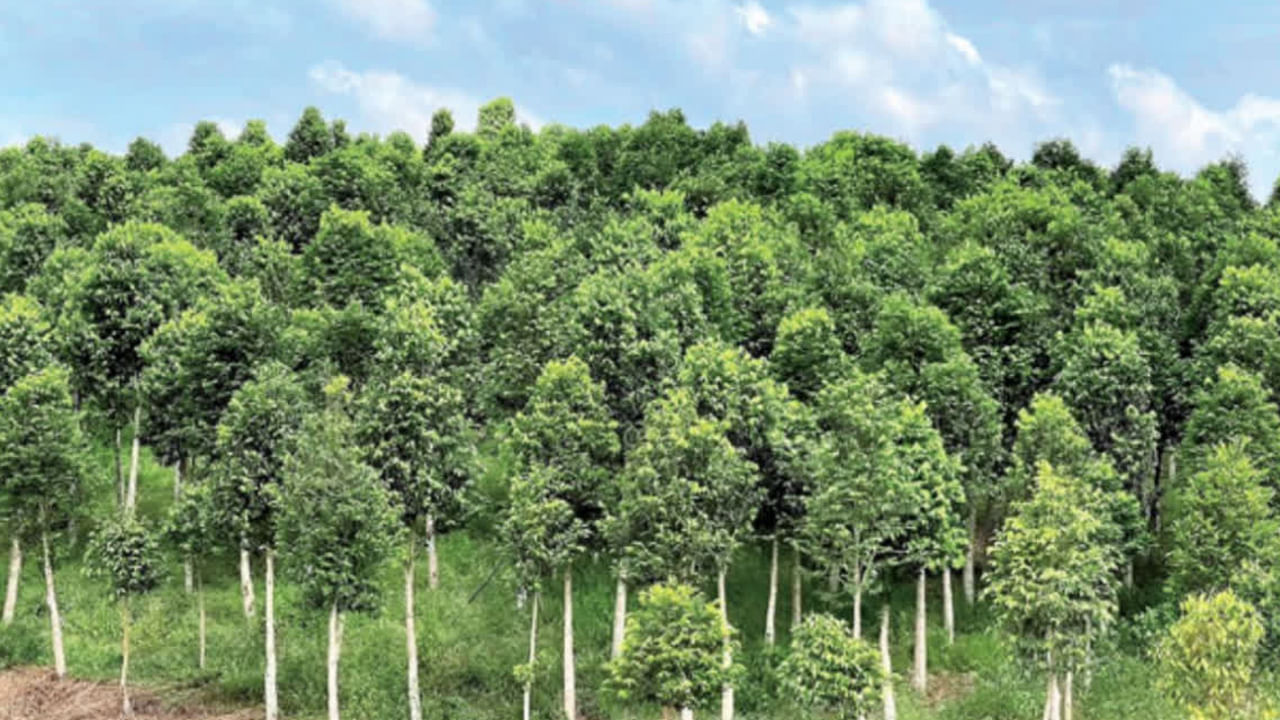 అగర్వుడ్ చెట్టు సుగంధ ద్రవ్యాలు, ధూపం, ఫర్నిచర్ తయారీలో ముఖ్యమైన పాత్ర పోషిస్తుంది. దీని రెసిన్ సువాసనలను తయారు చేయడానికి ఉపయోస్తారు. అగర్వుడ్ నుండి తయారైన పరిమళ ద్రవ్యాలకు ప్రపంచవ్యాప్తంగా ఎంతో డిమండ్‌ ఉంది. అదనంగా, దీని కలపను విలువైన ఫర్నిచర్ తయారీకి కూడా ఉపయోగిస్తారు. ఈ కారణాలన్నింటికీ, అగర్వుడ్ చెట్టు ప్రపంచంలోని అత్యంత ఖరీదైన చెట్లలో మొదటి స్థానంలో ఉంది.