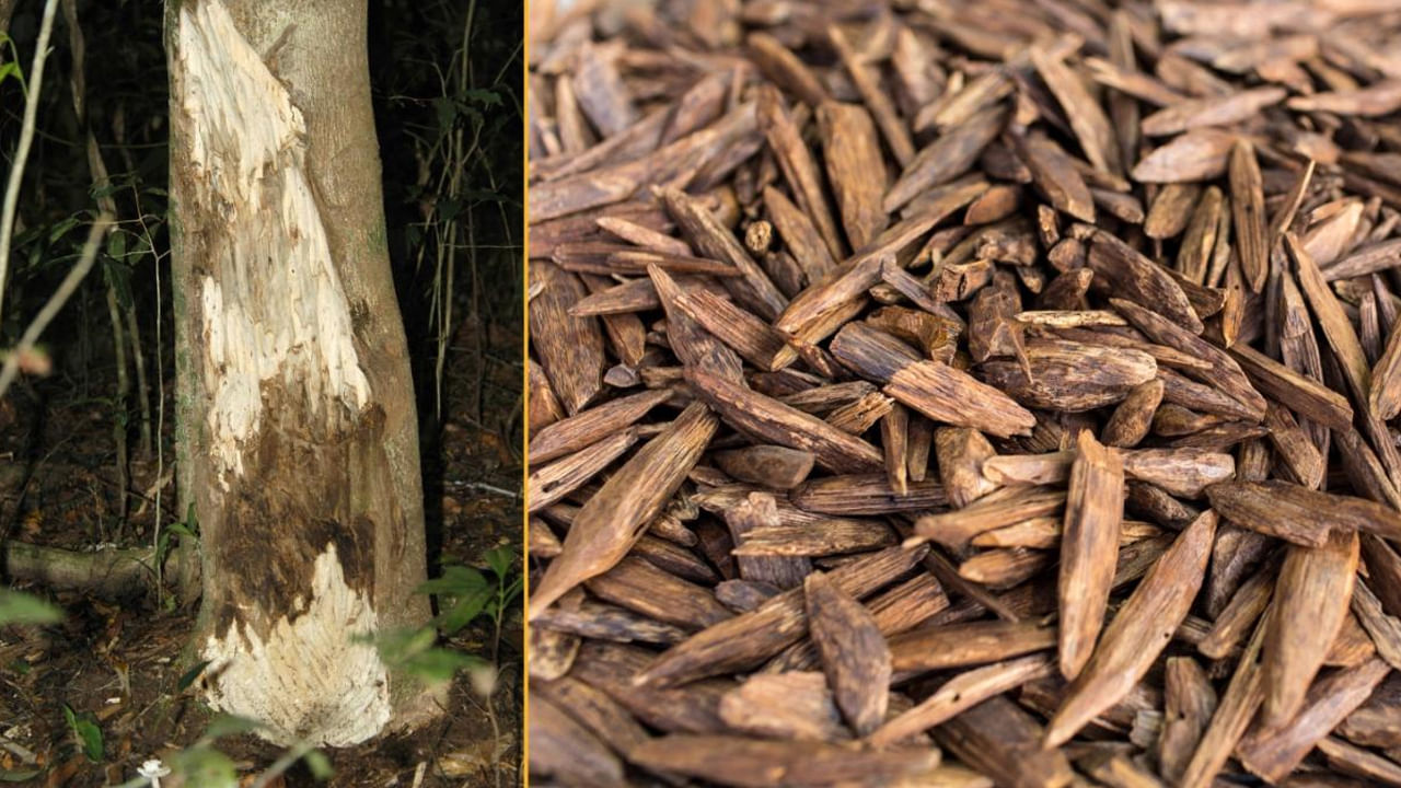 అగర్వుడ్ ధర దాని నాణ్యత, రెసిన్ పరిమాణంపై ఆధారపడి ఉంటుంది. మంచి నాణ్యత గల అగర్వుడ్ రెసిన్ మార్కెట్లో రూ. 73 లక్షల వరకు ధర పలుకుతుంది. రైతులు ఈ చెట్టు నుండి లక్షల రూపాయలు సంపాదిస్తారు. రైతు జీవితాన్ని మార్చడానికి ఒకే చెట్టు సరిపోతుందని చెబుతారు. చెట్టు నుండి రెసిన్ బయటకు వచ్చే సమయంలో వ్యాపారులు ముందుగానే మొక్కలను బుక్ చేసుకుంటారు.