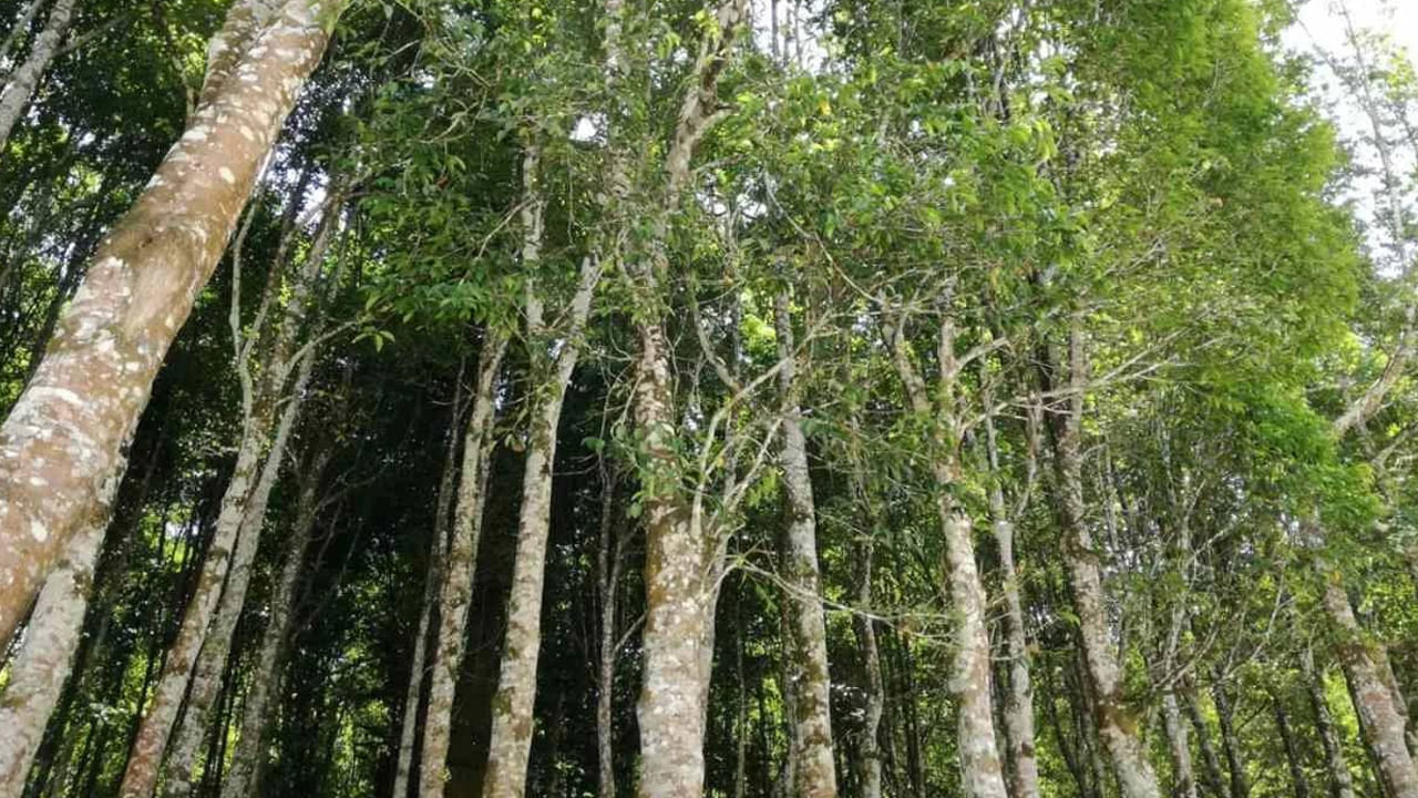 ప్రపంచవ్యాప్తంగా వేల రకాల చెట్లు ఉన్నాయి, కానీ వాటిలో, అగర్వుడ్ అనే చెట్టు అత్యంత అరుదైన, ఖరీదైన చెట్లలో ఒకటిగా పిలువబడుతుంది. ఈ చెట్టు కిలోగ్రాముకు రూ. 2 లక్షల నుండి రూ. 73 లక్షల వరకు అమ్ముడవుతోంది. ఇది బంగారం కంటే ఖరీదైనదని చెబుతారు. అగర్వుడ్ను చెట్ల దేవుడు అని కూడా పిలుస్తారు.