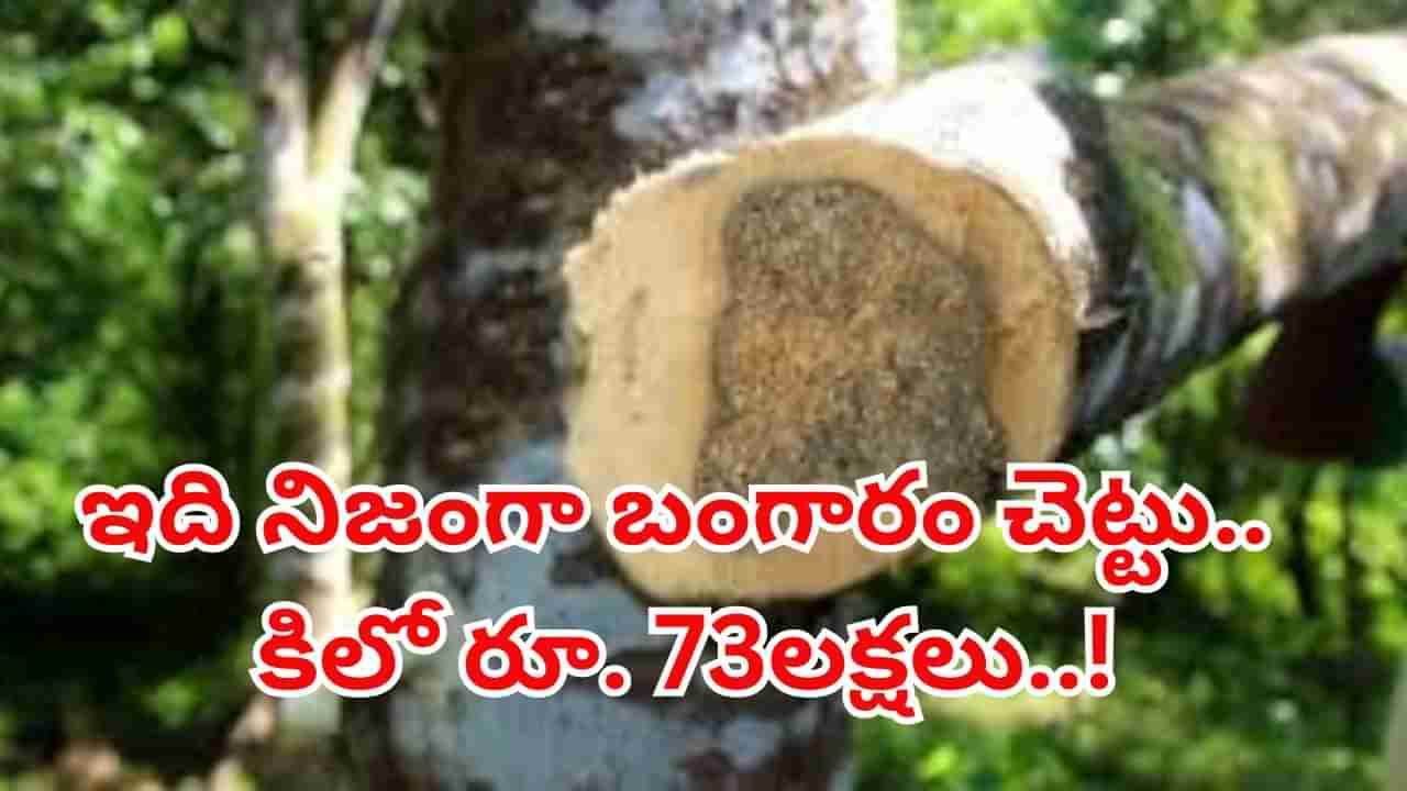 Agarwood Price: ఈ చెట్టు నిజంగా బంగారమే..! దీని కలప కిలో రూ. 73లక్షలు.. ఇప్పుడు నర్సరీల్లో అందుబాటులో..