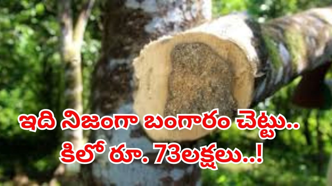 Agarwood Price: ఈ చెట్టు నిజంగా బంగారమే..! దీని కలప కిలో రూ. 73లక్షలు.. ఇప్పుడు నర్సరీల్లో అందుబాటులో..