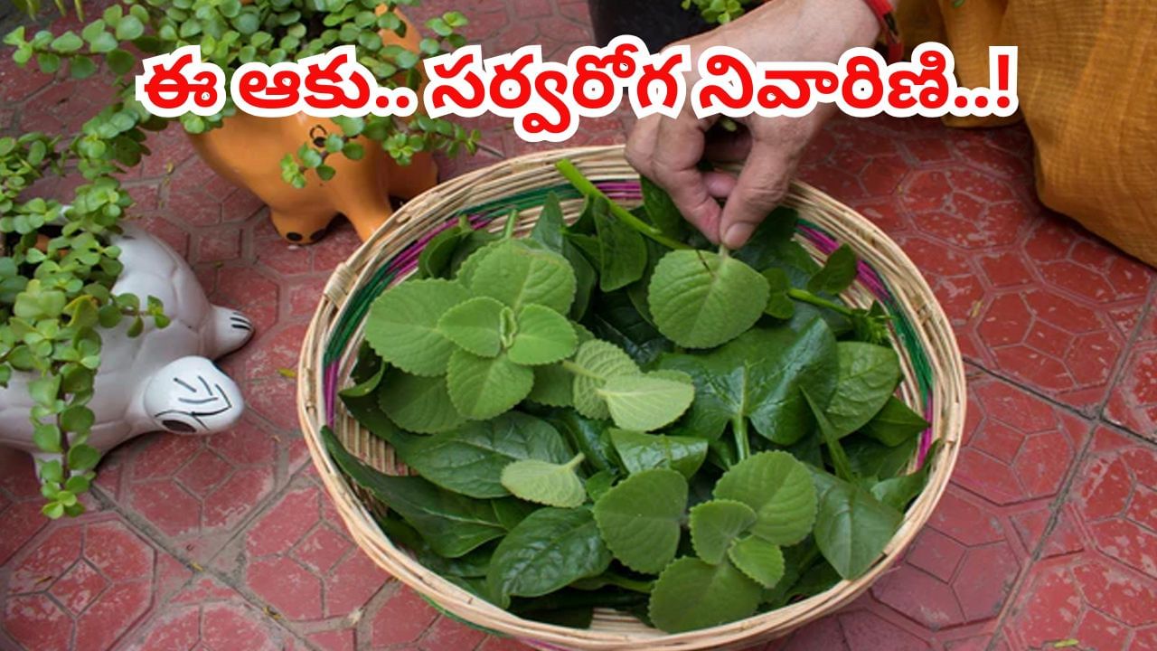 సర్వరోగ నివారిణి ఈ ఆకు..! ఎన్ని రోగాలకి చెక్ పెట్టొచ్చో తెలుసా..?