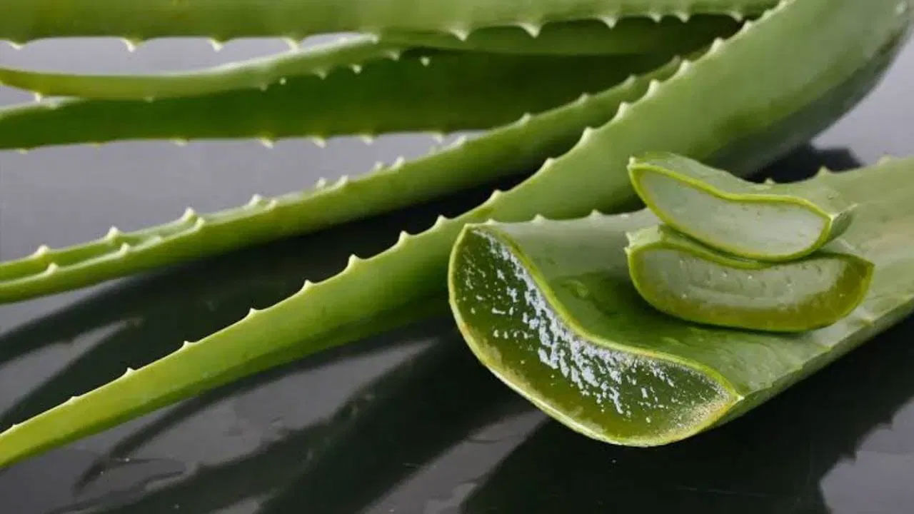 Aloe Vera: కలబందను చీప్‌గా చూడొద్దు.. ఊహకందని లాభాలున్నాయ్‌ మరీ!