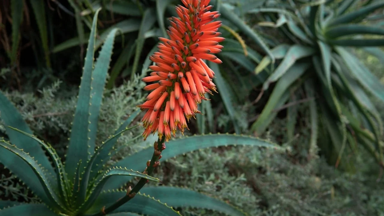 కలబంద మొక్క ఎవరి ఇంట్లోనైతే ఉంటుందో వారి ఇంట్లో అది ప్రతి కూలశక్తిని దూరం చేసి,  అదృష్టాన్ని తీసుకొస్తుందంట. అంతే కాకుండా ఎవరి ఇంట్లోనైతే కలబంద పుష్ప వికసిస్తుందో, వారు దానిని ఎర్రటి వస్త్రంలో చుట్టి, మీ ఇంటిలో డబ్బు నిలిచే చోట పెట్టడం వలన ఆర్థికంగా కలిసి వస్తుందంట. ఇంట్లో డబ్బు ఎప్పుడూ నిలువ ఉంటుందంట.