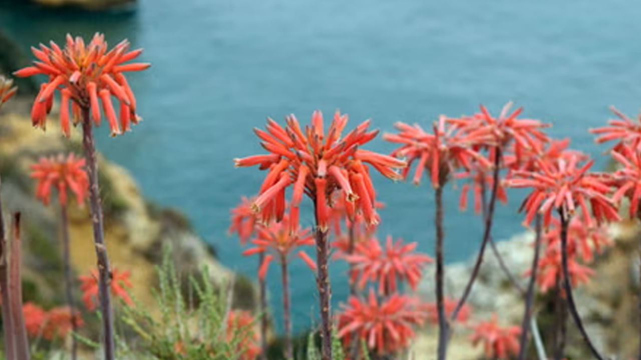 ఎందుకంటే కలబంద పువ్వును సంపద ఆకర్షించే పువ్వు అంటారు వాస్తు శాస్తర నిపుణులు. అందువలన ఎవరి ఇంట్లో అయితే అది వికసిస్తుందో, వారి ఇంటిలోపల ఆర్థిక స్థిరత్వం ఉంటుంది. అదే విధంగా సంపద వృద్ధిని కూడా ఇది సూచిస్తుందంట.