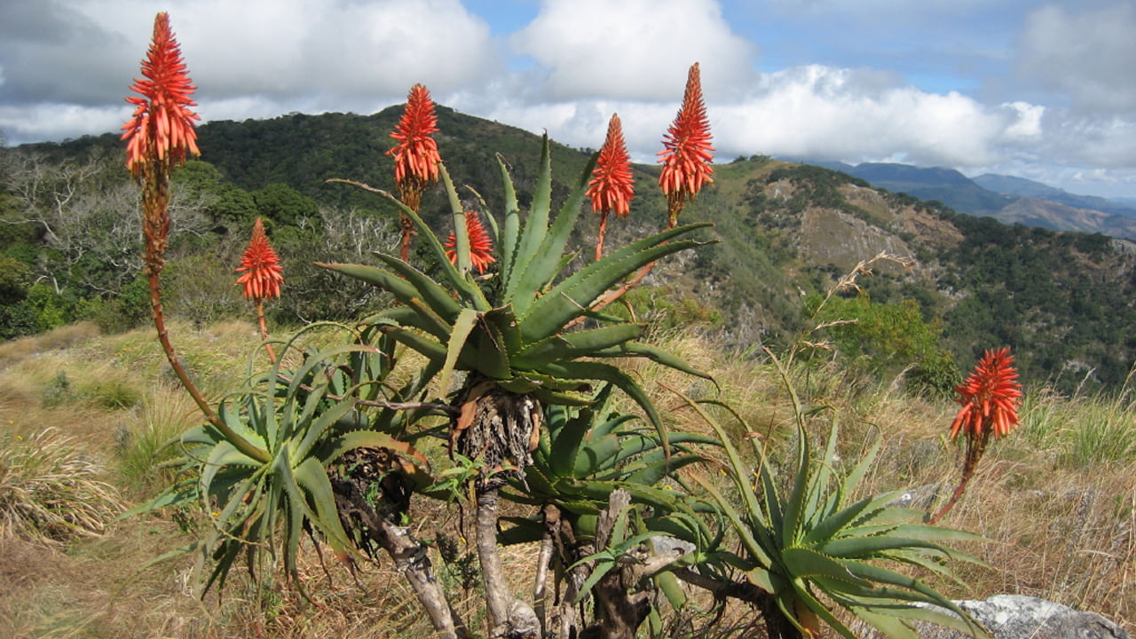 ఇంటి లోపల కలబంద పువ్వు వికసించడం అనేది,  మీ ఇంటి వాతావరణం శుభప్రదంగా ఉందని, సానుకూల శక్తి పెరుగుతుందని సూచిస్తుంది. ఇది శ్రేయస్సు, అదృష్టం మీ వద్దకకు వచ్చే సమయం ఆసన్నం అయినది అని సూచిస్తుందంట. (నోట్ : ఈ వార్తలలో ఇవ్వబడిన సమాచారం మత విశ్వాసాలపై ఆధారపడి ఉంది. పాఠకుల ఆసక్తి మేరకు.. పలువురు పండితుల సూచనలు, వారి తెలిపిన అంశాల ఆధారంగా అందించినవి మాత్రమే.. వీటిలో ఎలాంటి శాస్త్రీయ ఆధారాలు లేవని పాఠకులు గమనించాలి. టీవీ9 తెలుగు దీనిని ధృవీకరించలేదు.)