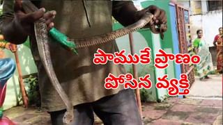 బొద్దింకను కాల్చి చంపబోయి.. అపార్టుమెంటునే తగలబెట్టిన యువతి! ఆ తర్వాత సీన్‌ ఇదే..