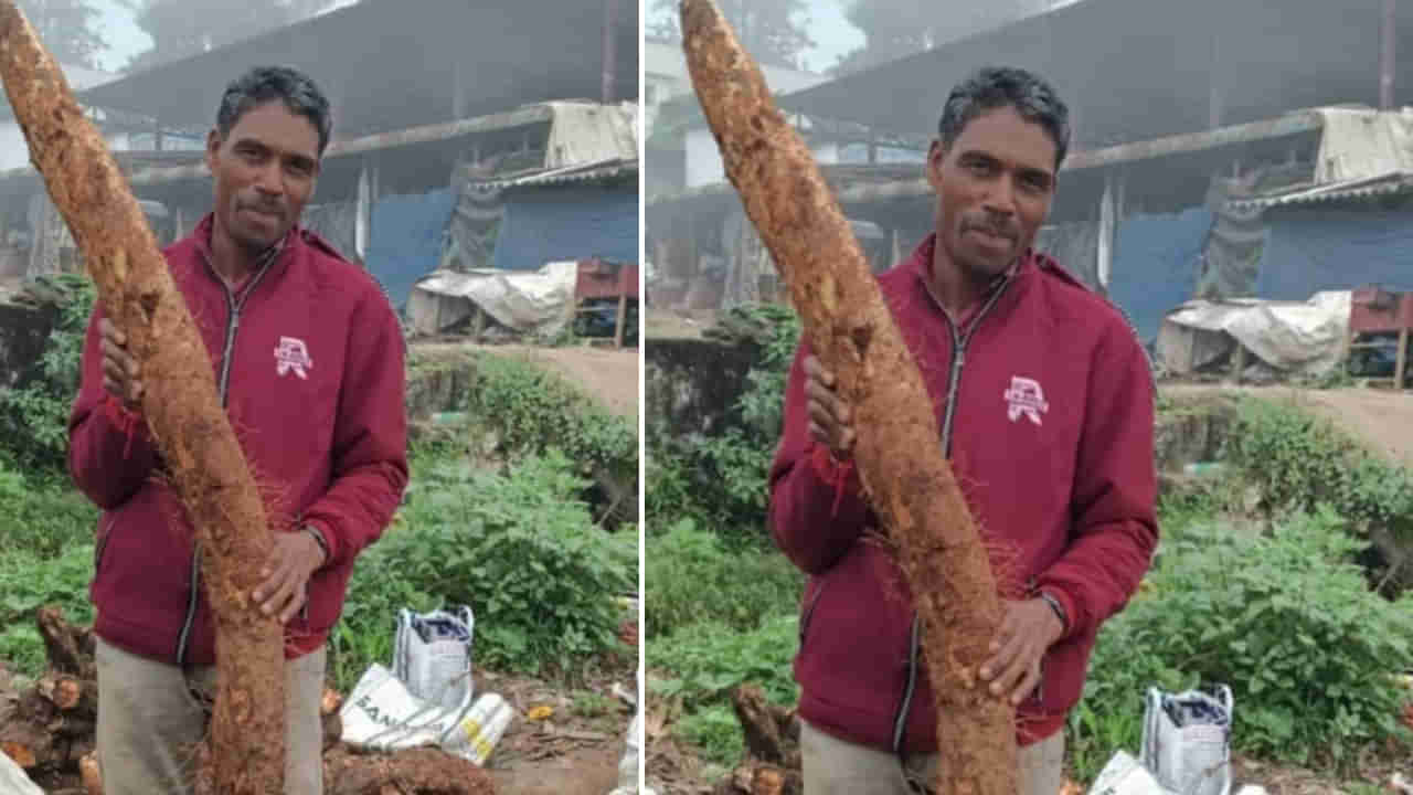 Andhra: దీపావళి దుంపను ఎప్పుడైనా చూశారా.? అబ్బో ఎంత పొడవుందో..!