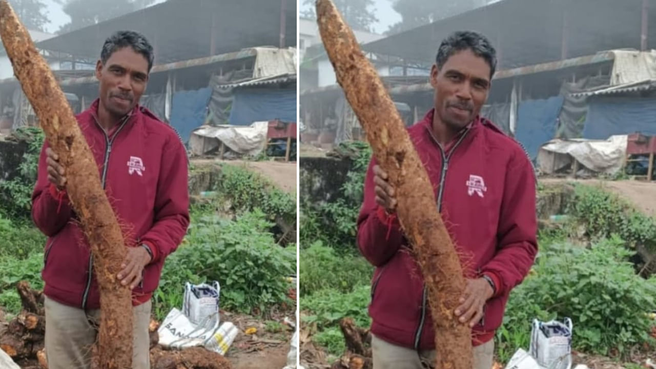 Andhra: దీపావళి దుంపను ఎప్పుడైనా చూశారా.? అబ్బో ఎంత పొడవుందో..!