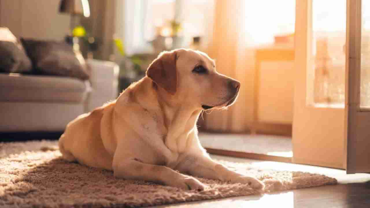 Animal Emotions: జంతువులకూ ఎమోషన్స్ ఉంటాయ్! ఎవరికీ తెలియని ఇంట్రెస్టింగ్ విషయాలు!