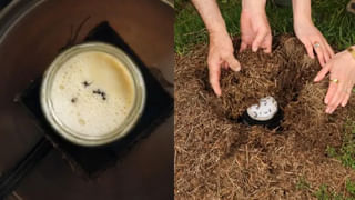 Viral Video: ఇదేగా కలికాలం.. బతికి ఉన్న పాముని తినేసిన కప్ప.. షాక్ తింటున్న నెటిజన్లు