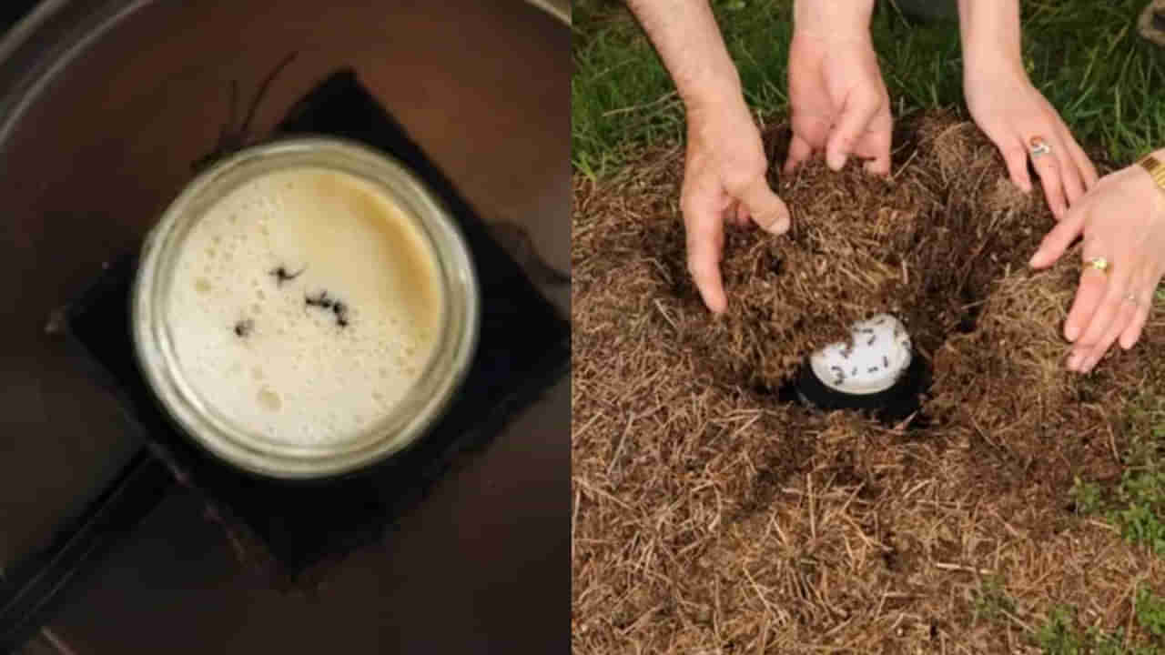 Viral News: పెరుగు తయారీకి ఎర్ర చీమలను ఉపయోగిస్తున్న శాస్త్రవేత్తలు, ఎక్కడంటే..