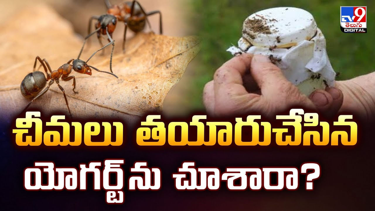 చీమలు తయారుచేసిన యోగర్ట్‌ ను చూశారా