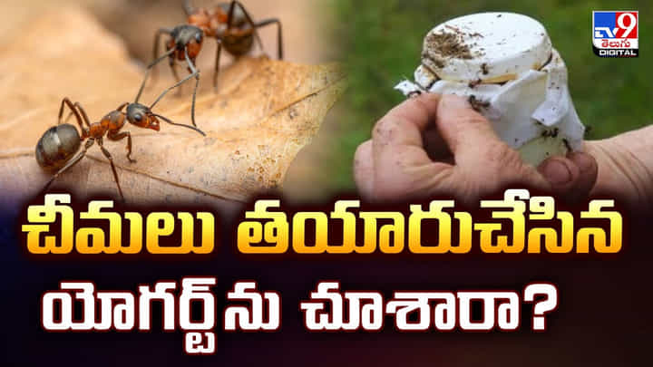 చీమలు తయారుచేసిన యోగర్ట్ ను చూశారా చీమలు తయారుచేసిన యోగర్ట్ ను చూశారా