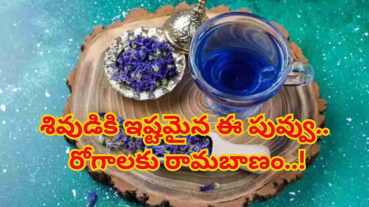 Butterfly Pea Flower: శివుడికి అత్యంత ఇష్టమైన ఈ పువ్వు.. ఆ రోగాలకు రామబాణం..!