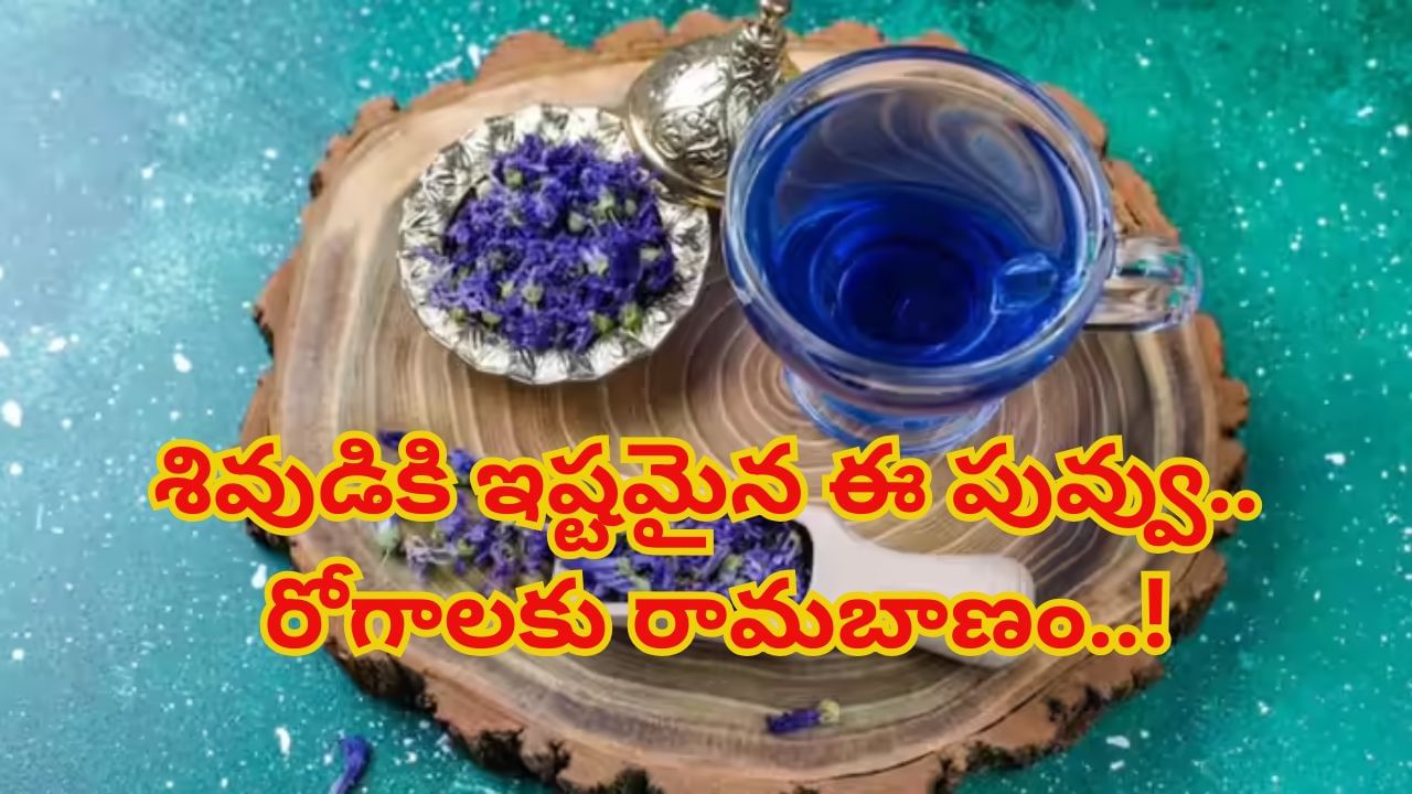 Butterfly Pea Flower: శివుడికి అత్యంత ఇష్టమైన ఈ పువ్వు.. ఆ రోగాలకు రామబాణం..!