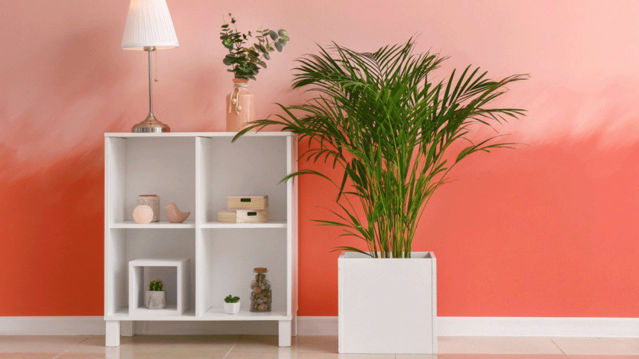 Areca Palm: అరికా పామ్ మొక్క దాని పెద్ద ఆకుల ద్వారా గాలిలోని దుమ్ము కణాలను గ్రహిస్తుంది. గదిలో తేమను నిర్వహిస్తుంది. అయితే, దీనికి క్రమం తప్పకుండా నీరు పెట్టడం, ప్రత్యక్ష సూర్యకాంతి నుండి రక్షించడం అవసరం.