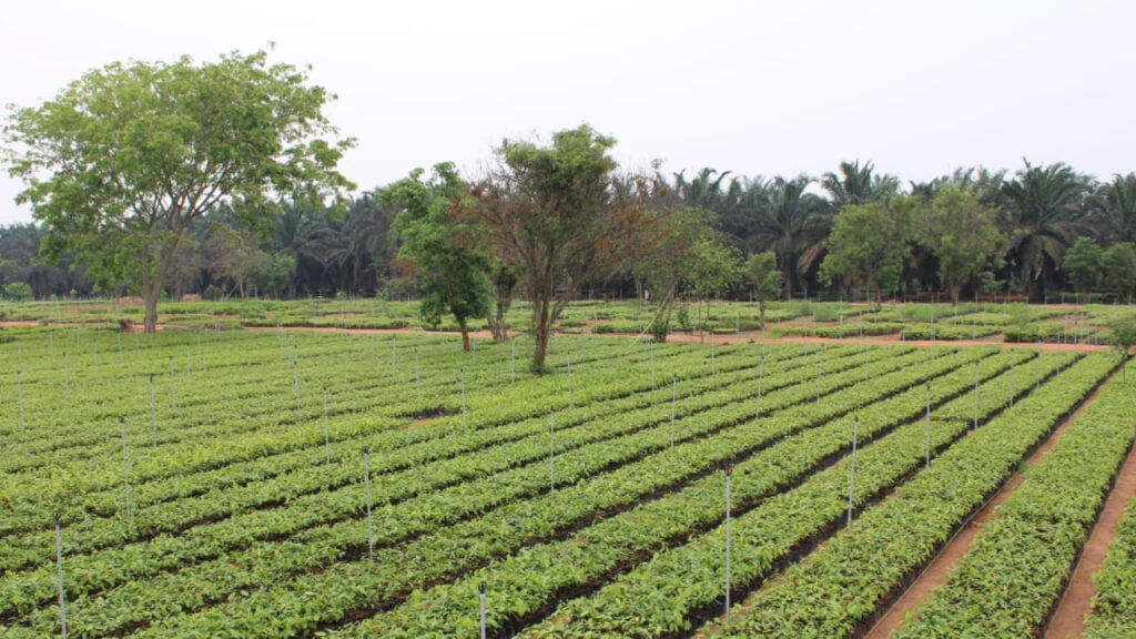Asia's Largest Nursery