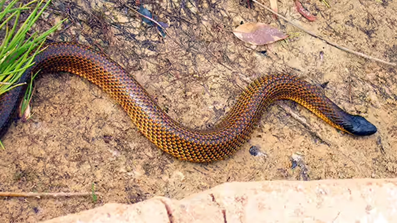 ప్రపంచంలో అత్యంత విషపూరితమైన పాములు చాలా ఉన్నాయి. ముఖ్యంగా భారత దేశంలో చాలా విషపూరితమైన పాముల్లో రక్తపింజరి, నాగు పాము, త్రాచుపాము వంటివి మొదటి స్థానాల్లో ఉంటాయి. వీటిని చూస్తే చాలు చాలా మంది భయపడి పోతుంటారు.