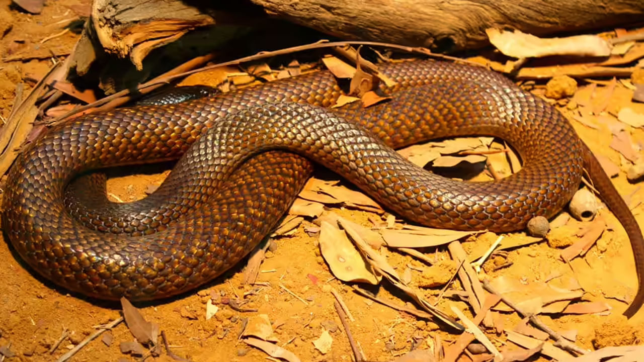 అయితే భారత దేశంలోనే కాకుండా, ప్రపంచంలోని అత్యంత విషపూరితమైన పాముల్లో ఇన్లాండ్ తైవాన్ ఒకటి. ఇది చాలా డేంజరస్ పాము, ఈ పాము గనుక కాటు వేస్తే ఏకంగా కాటికే అంటున్నారు శాస్త్రీయ పరిశోధకులు.