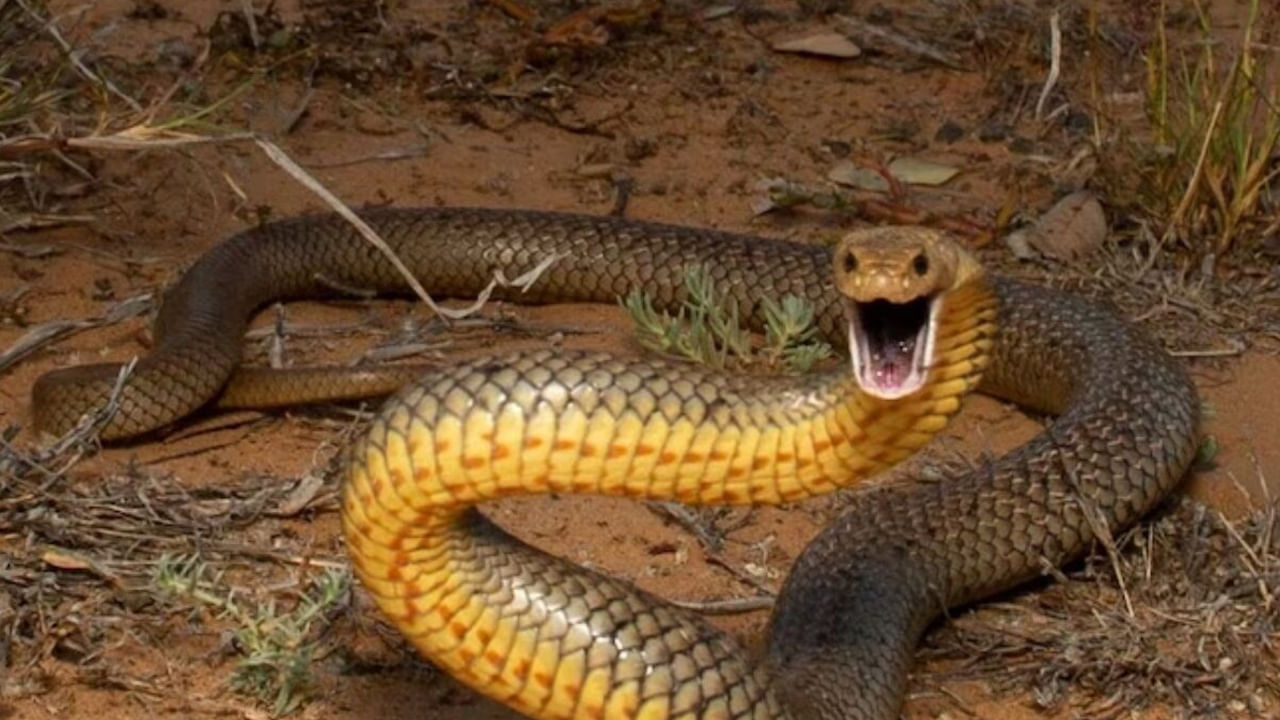 ఈ తైపాన్ పాములు ఎక్కువగా ఆస్ట్రేలియాలో కనిపిస్తాయంట. వీటిని ఆస్ట్రేలియా ఫియర్స్ స్నేక్స్ అని కూడా పిలుస్తారు. దీనిలోని ఒక విషపు చుక్క వంద మందిని కూడా చంపగలిగే సామర్థ్యం ఉంటుందంట. ఇద ఎక్కువగా ఏడారి ప్రాంతాల్లో సంచరిస్తుంటుంది.