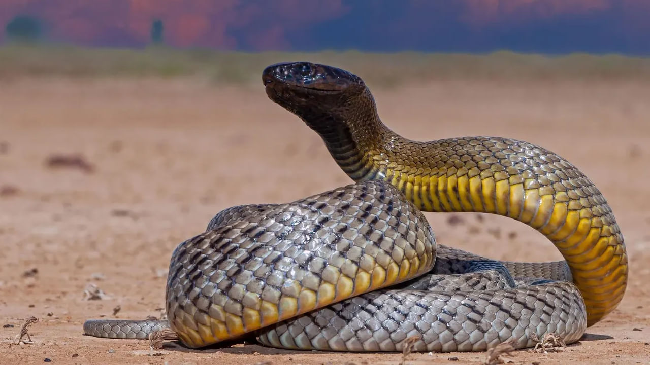 అయితే ఇంత విషపూరితమైన ఈ పాములకు ఓ స్పెషాలిటీ ఉంటుందంట. అది ఏమిటంటే? ఇవి సీజన్ బట్టి దాని రంగును మార్చుకుంటుందంట. వేసవిలో లేత గోధుమ రంగు, చలికాలంలో ముదురు గోధుమ, వర్షాకాలంలో రాగి ఇలా వాతావరణంలో మార్పులను బట్టి దాని రంగును సులభంగా మార్చుకుటుందంట.