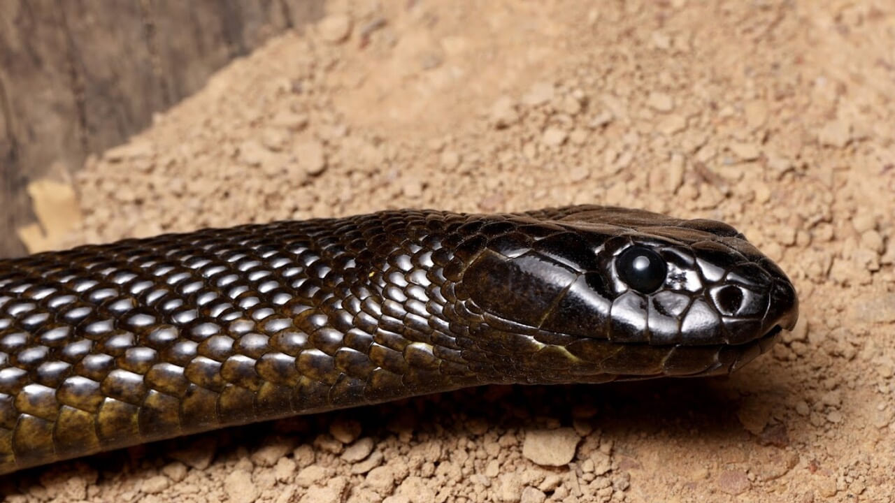 ఈ పాములు ఎక్కువగా ఎలుకలు, చిన్న క్షీరదాలను తిని బతికేస్తాయి. ఇక ఇవి ఏ మనిషినైనా కాటు వేస్తే, అవి ఆ వ్యక్తి కండరాు, రక్తం పై ప్రభావం చూపుతాయి. అంతే కాకుండా చాలా త్వరగా ప్రాణం తీసేస్తాయంట. ( నోట్ : పై సమాచారం కేవలం ఇంటర్నెట్ ఆధారంగా మాత్రమే ఇవ్వబడినది టీవీ9 తెలుగు దీనిని ధృవీకరించలేదు)