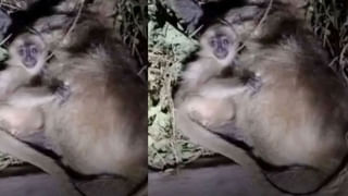 Viral Video: తన సహచరుడి మృతిని జీర్ణించుకోలేక మేల్కొపడానికి ఆడ ఏనుగు విఫల యత్నం.. కన్నీరు పెట్టిస్తోన్న వీడియో