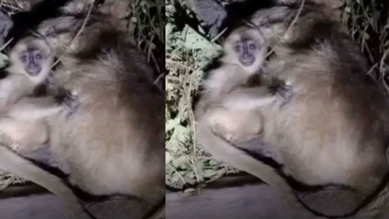 Viral Video: ఈ దృశ్యం చూస్తే కఠినాత్ముడికైనా కన్నీళ్లు ఆగవు... చనిపోయిన తల్లిని పట్టుకుని లే అమ్మా లే అంటూ..