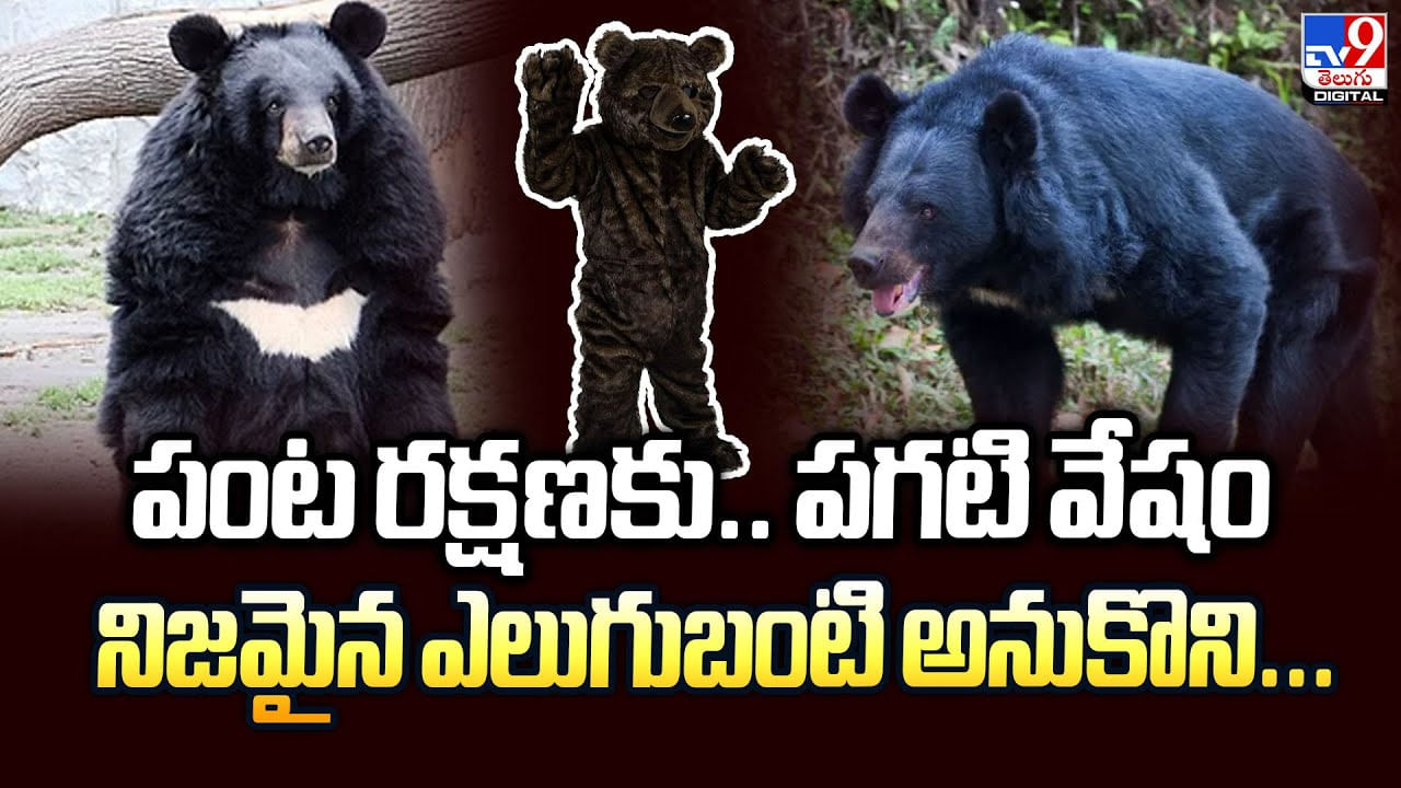 పంట రక్షణకు.. పగటి వేషం నిజమైన ఎలుగుబంటి అనుకొని