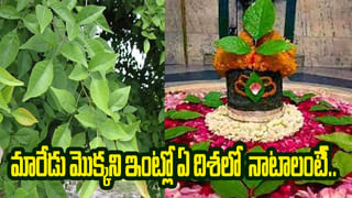 Vastu tips for diwali: లక్ష్మీ కటాక్షం కలగాలంటే.. దీపావళికి ముందే ఈ వస్తువులు ఇంటికి తీసుకురండి