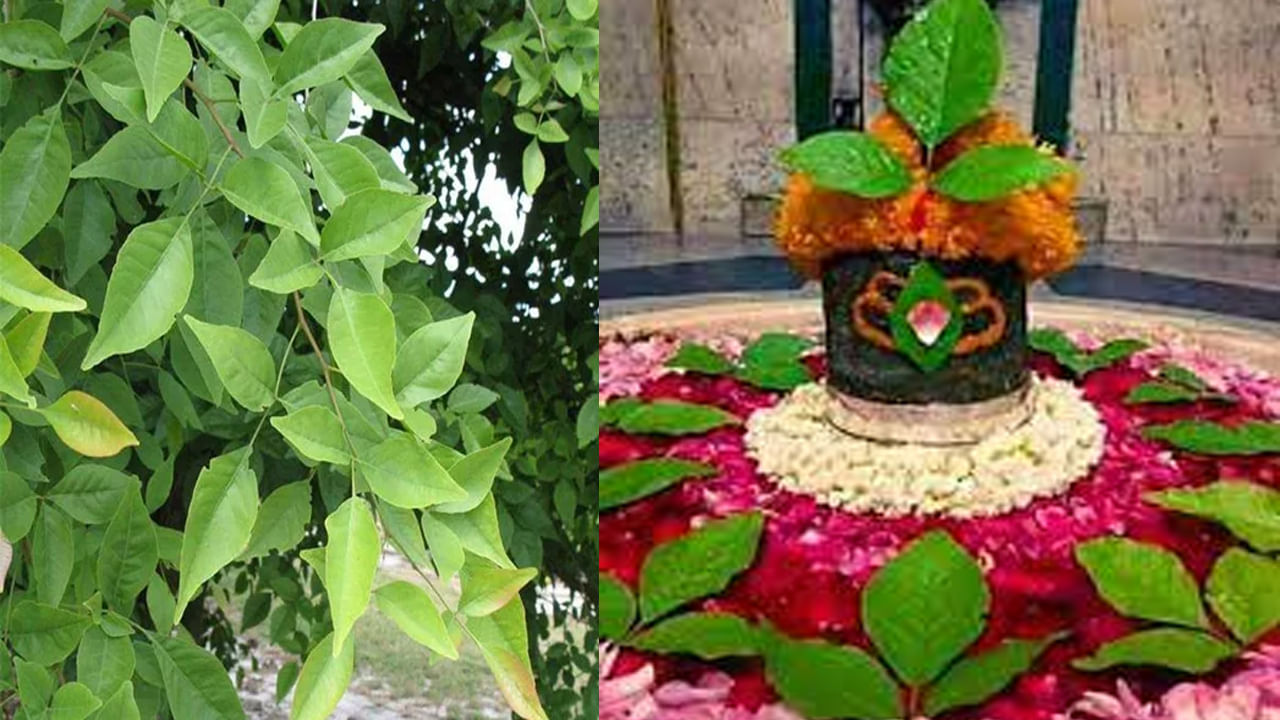 Bilva Plant Vastu Tips