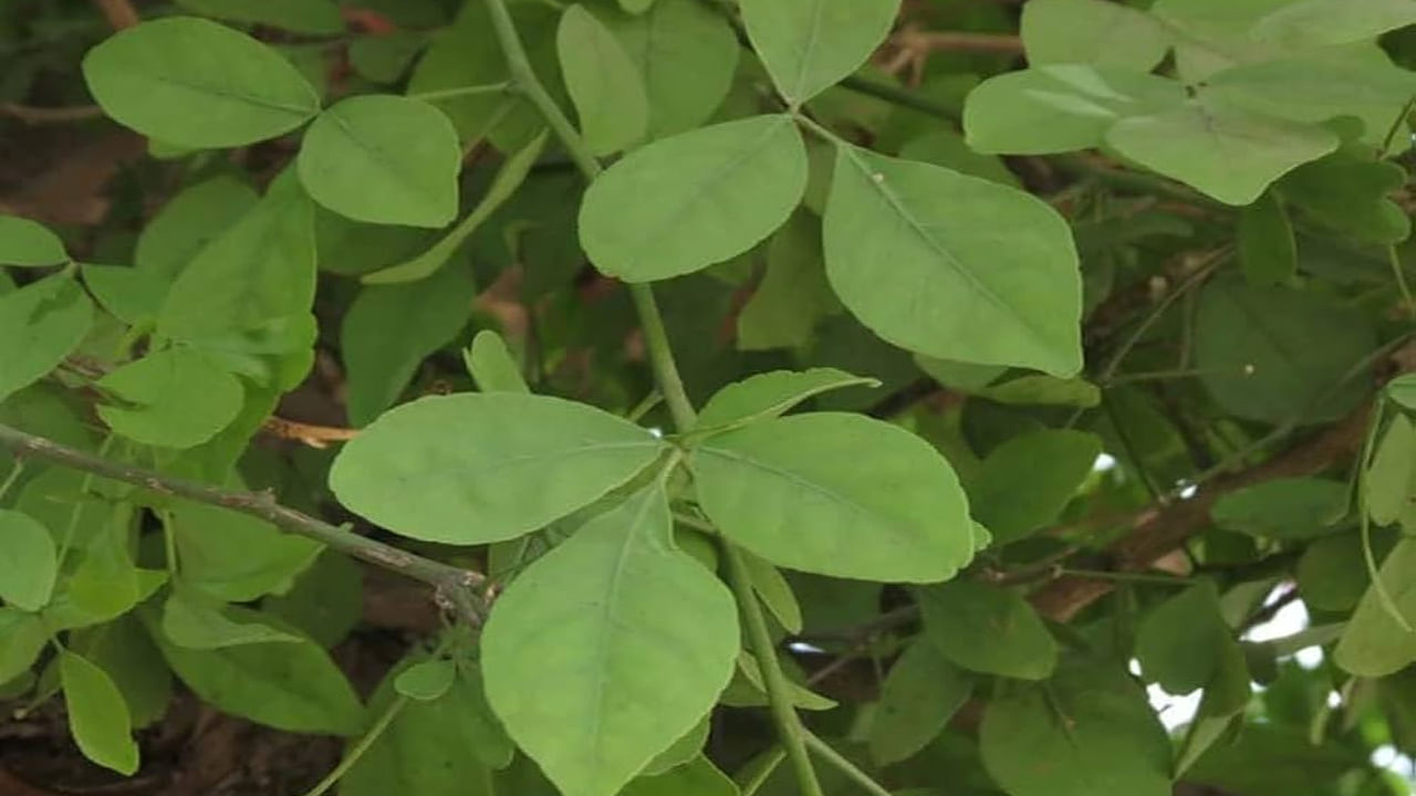Bilva Plant Vastu Tips