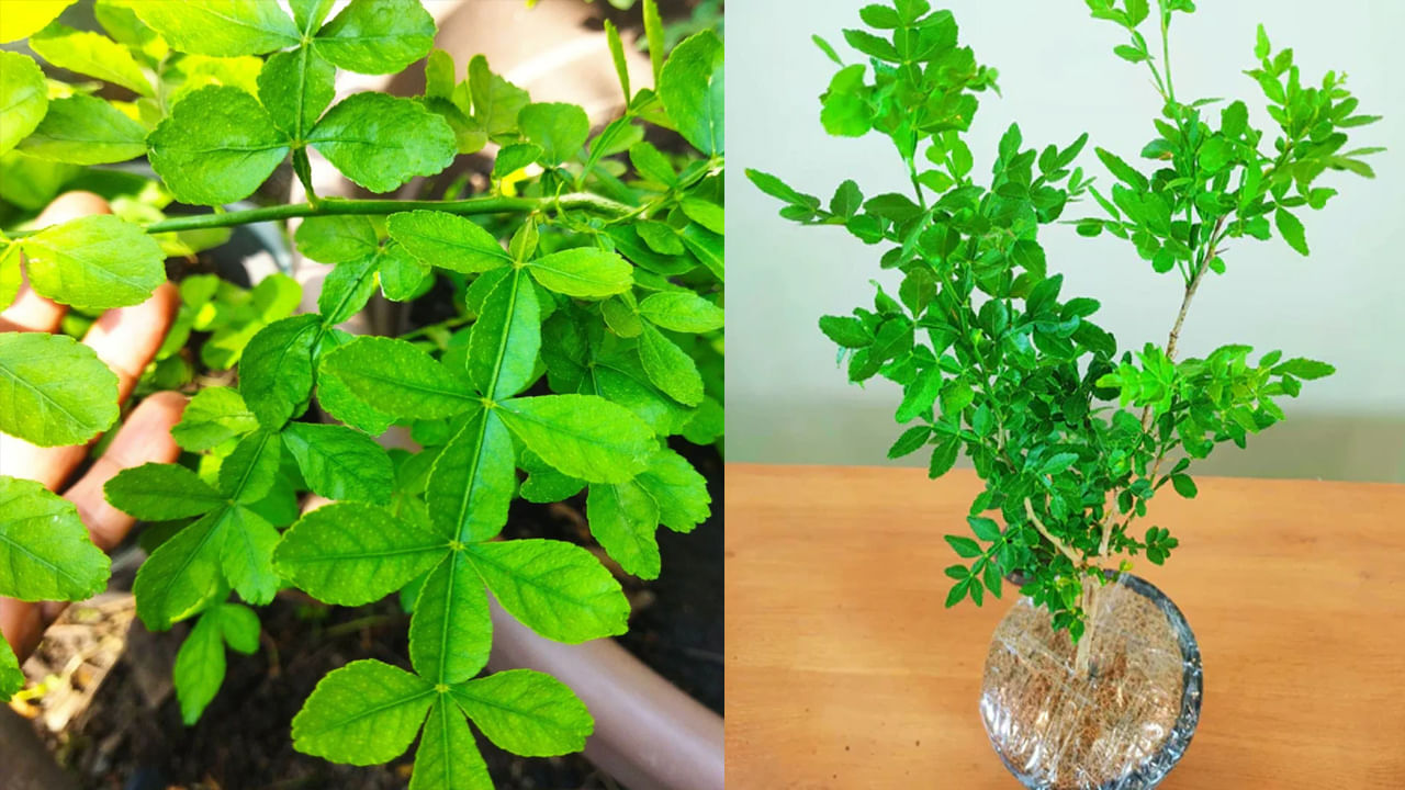 Bilva Plant Vastu Tips