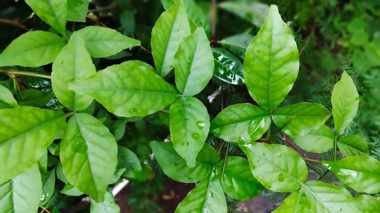 Bilva Plant Vastu Tips