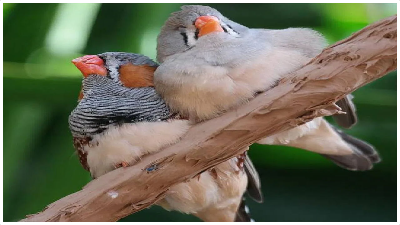  చీకటి పడగానే అన్ని పక్షులు తమతమ చెట్లపైకి చేరుకుంటాయి. అన్ని ప్రాణుల్లాగే పక్షులకు నిద్ర అవసరమే. ఆహారం తీసుకున్న తర్వాత, రాత్రిపూట తమ స్థావరాల్లో పక్షులు నిద్రపోతాయి. 