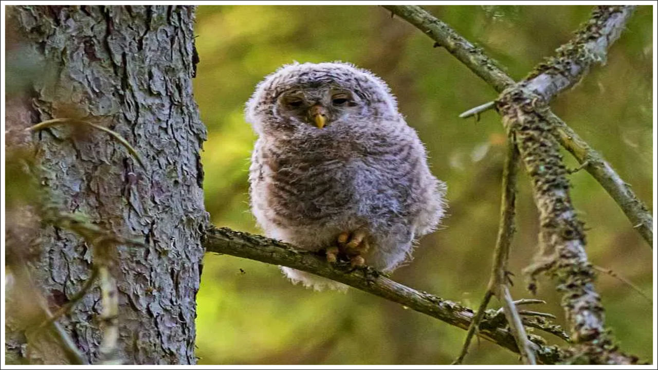  గూళ్లు కట్టుకుని కొన్ని పక్షులు అందులో నిద్రపోతే, మరికొన్ని చెట్ల కొమ్మలమీదే నిలబడి నిద్రిస్తాయి. ఒక్కోసారి ఒంటికాలిమీద నిలబడి కూడా నిద్రస్తాయి. అయినా ఏ మాత్రం కిందపడకుండా ఉంటాయి. నిపుణులు తెలిపిన వివరాల ప్రకారం.. పక్షుల కాళ్లలో ఒక ప్రత్యేకమైన నరాల నిర్మాణం ఉంటుంది. అదే వాటిని కొమ్మల మీద నిద్రపోయినా కిందపడకుండా కాపాడుతుంది. పక్షుల కాళ్లలో సులభంగా వంగే బలమైన మెత్తని నరాలుంటాయి. ఇవి పక్షుల కాళ్లలో తొడభాగంలోని కండరాలనుంచి మోకాళ్లద్వారా కాలి చివరి వరకు అక్కడి నుంచి మడమచుట్టూ వ్యాపించి కాలివేళ్ల కింద దాకా ఉంటాయి. 