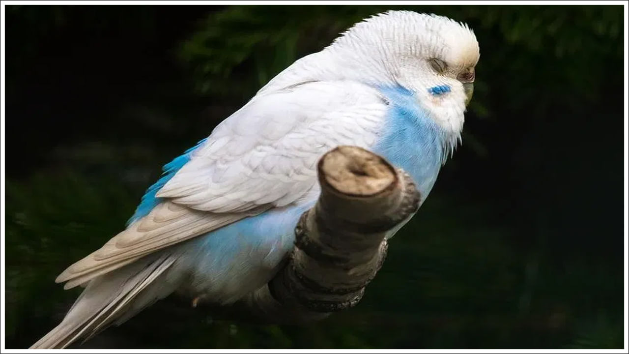  కొమ్మలపై వాలగానే పక్షుల శరీరపు బరువు వాటిని మోకాళ్లపై వంగేట్టు చేస్తుంది. అప్పుడు కాళ్లలోని నరాలు వాటంతటవే బిగుసుకుపోతాయి. దాంతో కాలిగోళ్లు ముడుచుకొని చెట్టు కొమ్మలను గట్టిగా పట్టేసుకుంటాయి. కాళ్లని నేరుగా సాచేదాకా ఆ పట్టు జారదు. అందువల్లే పక్షులు కిందపడిపోకుండా కొమ్మలపై నిద్రపోతాయి. పక్షుల కాలిగోళ్లు కొమ్మలను ఎంత బిగువగా పట్టుకుంటాయంటే ఒకవేళ అవి అక్కడ చనిపోయినా కిందకు వేలాడుతూనే ఉంటాయి గానీ కిందపడిపోవు.