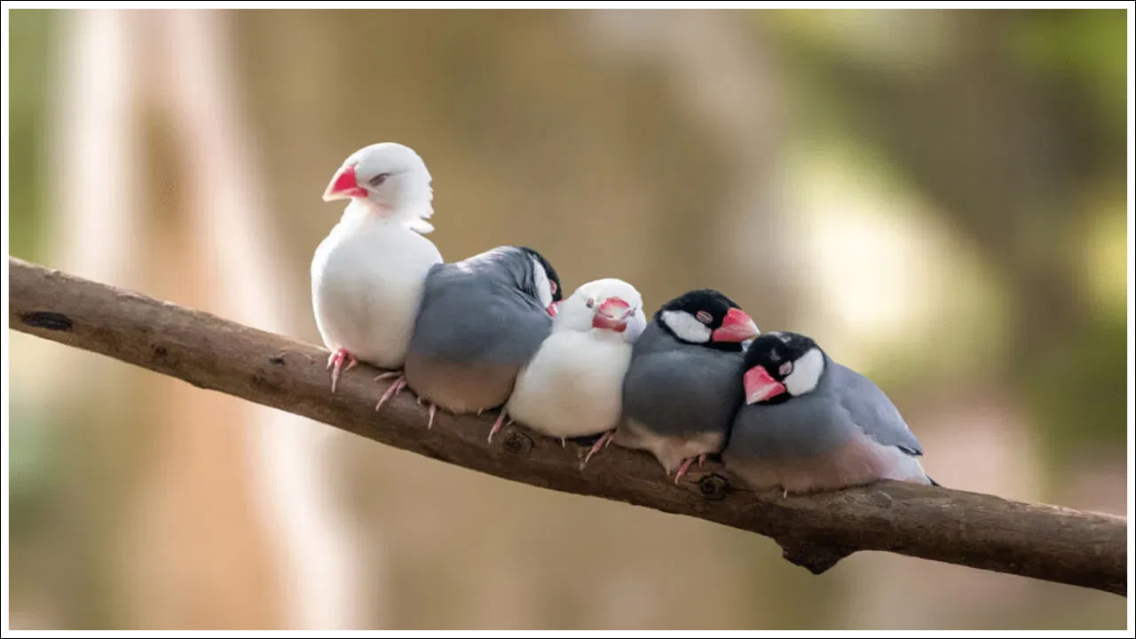  పక్షులు ఉష్ణ రక్త జీవులు. ఎగరడానికి అనుకూలంగా ఉండడానికి దేహం సాధారణంగా కదురు ఆకారంలో ఉండి కుదించినట్లు అమరి ఉంటుంది. వాయుగోణులు ఉండటం వల్ల తేలికగా ఉంటుంది. పూర్వాంగాలు రెక్కలుగా మార్పుచెంది ఉంటాయి. చరమాంగాలు పెద్దవిగా ఉండి జీవి దేహం బరువును మోయడానికి తోడ్పడతాయి. ఆహార సంగ్రహణ, ఈదడం, చెట్టు కొమ్మలను పట్టుకోవడం మొదలయిన వాటికి చరమాంగాలు ఉపయోగపడతాయి. శరీరం ఈకలతో కప్పబడి ఉంటుంది.