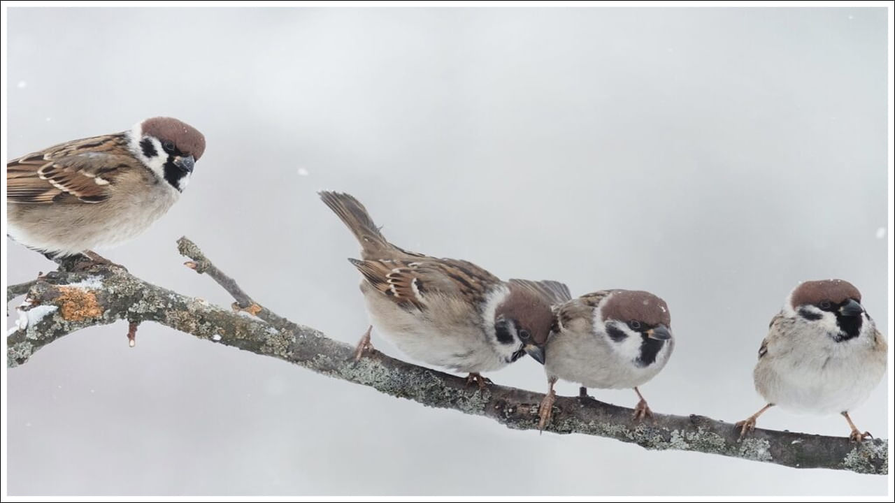  ఇవి బాహ్య అస్థిపంజరంలో భాగంగా ఉంటాయి. ఇవి నాలుగు రకాలు. అవి: 1) కాటోర్ ఈకలు, 2)పైలోప్లూమ్‌లు, 3) క్విల్ ఈకలు, 4) డేన్ ఈకలు. వీటిలో ఒకే ఒక తైల గ్రంథి లేదా ప్రీన్ గ్రంథి తోకపై ఉంటుంది. ఇది క్విల్ ఈకలపై మైనపు పూతను ఏర్పరుస్తాయి. పక్షుల అస్థిపంజరంలోని ఎముకలు వాతలాస్థులు. అస్థి మజ్జ ఉండదు. మోనో కాండైలిక్ కపాలం ఉంటుంది. విషమ గర్తి కశేరుకాలు ఉంటాయి. పర్శుకలు ద్విశిరోభాగంతో ఉంటాయి. కొన్ని కశేరుకాలు కలియడం వల్ల సంయుక్త త్రికం ఏర్పడుతుంది.