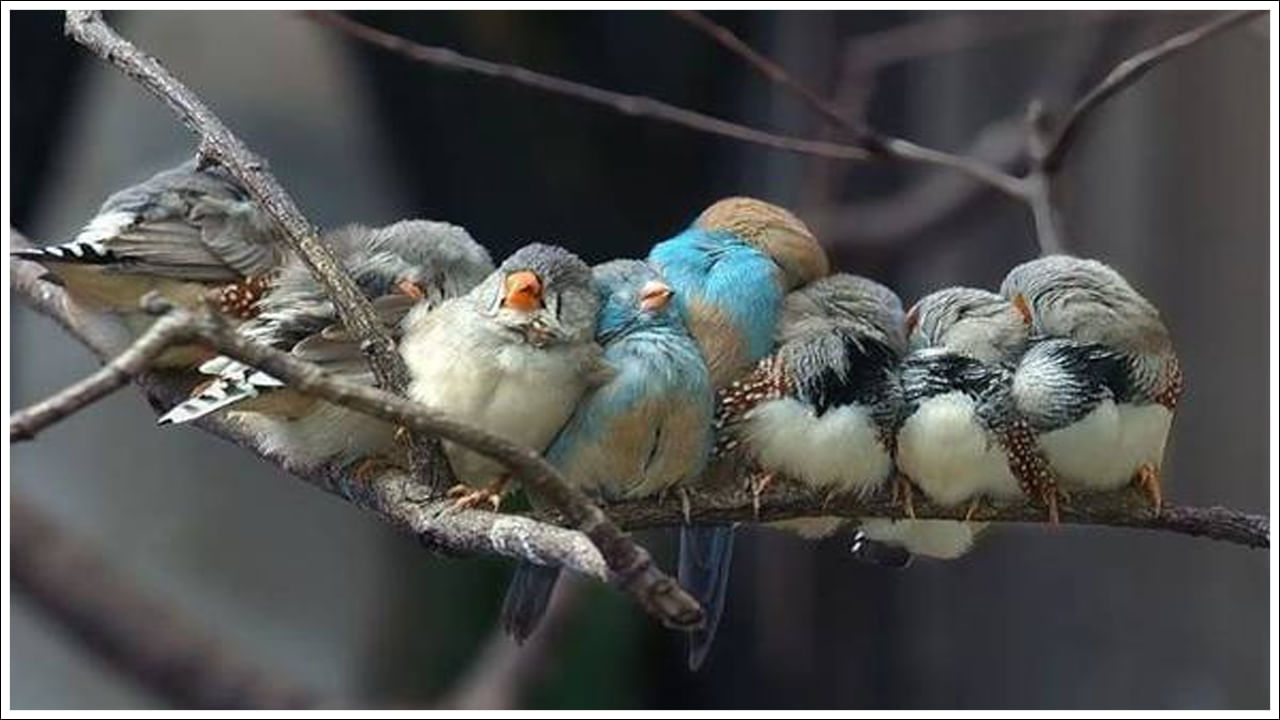 Birds Sleeping: ఒక్కసారి గాఢమైన నిద్రలోకి జారుకుంటే చాలు బయటి ప్రపంచంలో ఏం జరుగుతుందో మనకు తెలియదు. కదిపి లేపినా త్వరగా మేల్కోవడం కష్టం. కొందరైతే నిద్రలో పలువరించడం, బెడ్ మీద పడుకున్నప్పుడు ఉలిక్కి పడటం, కింద జారిపడటం వంటి అనుభవాలను కూడా ఎదుర్కొంటుంటారు. అంటే నిద్రాణ స్థితిలో సరైన స్పృహ లేకపోవడమే ఇందుకు కారణం. మనుషులందరిలోనూ ఉండే సహజమైన ప్రక్రియ ఇది. కానీ పక్షుల్లో మాత్రం అలా ఉండదంటున్నారు నిపుణులు. అవి రాత్రి మొత్తం చెట్ల కొమ్మలపైనే తమ రెండుకాళ్లతో పట్టుకొని కూర్చుంటాయి. అలాగే నిద్రపోతాయి. కానీ కింద మాత్రం జారిపడవు. వినడానికి ఆశ్చర్యంగా ఉంది కదూ.. కారణమేంటో తెలుసా ?