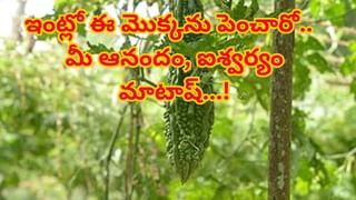 Butterfly Pea Flower: శివుడికి అత్యంత ఇష్టమైన ఈ పువ్వు.. ఆ రోగాలకు రామబాణం..!