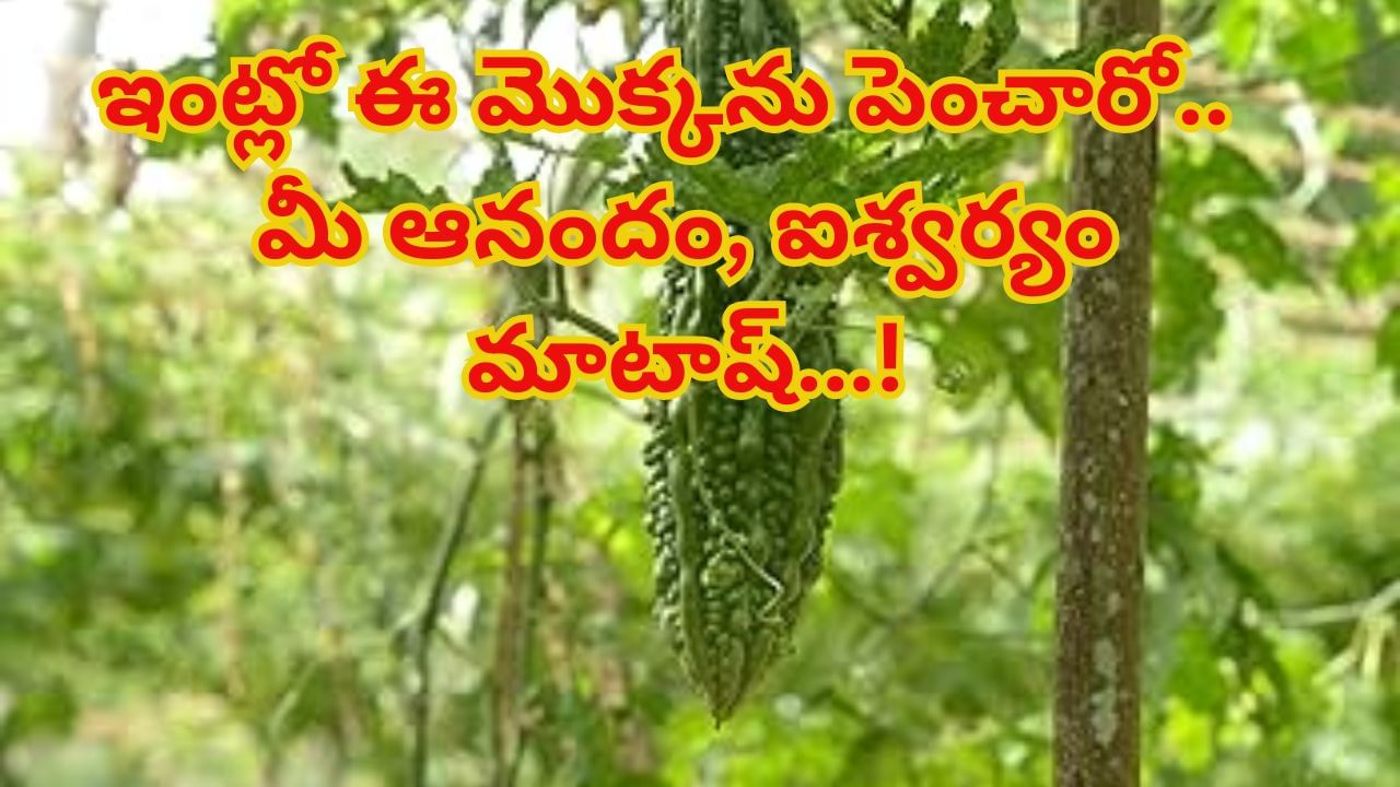 Vastu Tips: ఓరీ దేవుడో.. పొరపాటున ఇంట్లో ఈ మొక్కను పెంచారో..మీ ఆనందం, ఐశ్వర్యం మాటాష్...!
