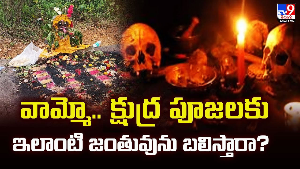 వామ్మో.. క్షుద్ర పూజలకు ఇలాంటి జంతువును బలిస్తారా? వామ్మో.. క్షుద్ర పూజలకు ఇలాంటి జంతువును బలిస్తారా?