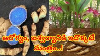 ఔషధ గుణాల గని పారిజాతం.. ఈ పువ్వు ఎన్ని వ్యాధులను తగ్గిస్తుందో తెలిస్తే ఖచ్చితంగా వదిలిపెట్టరు..