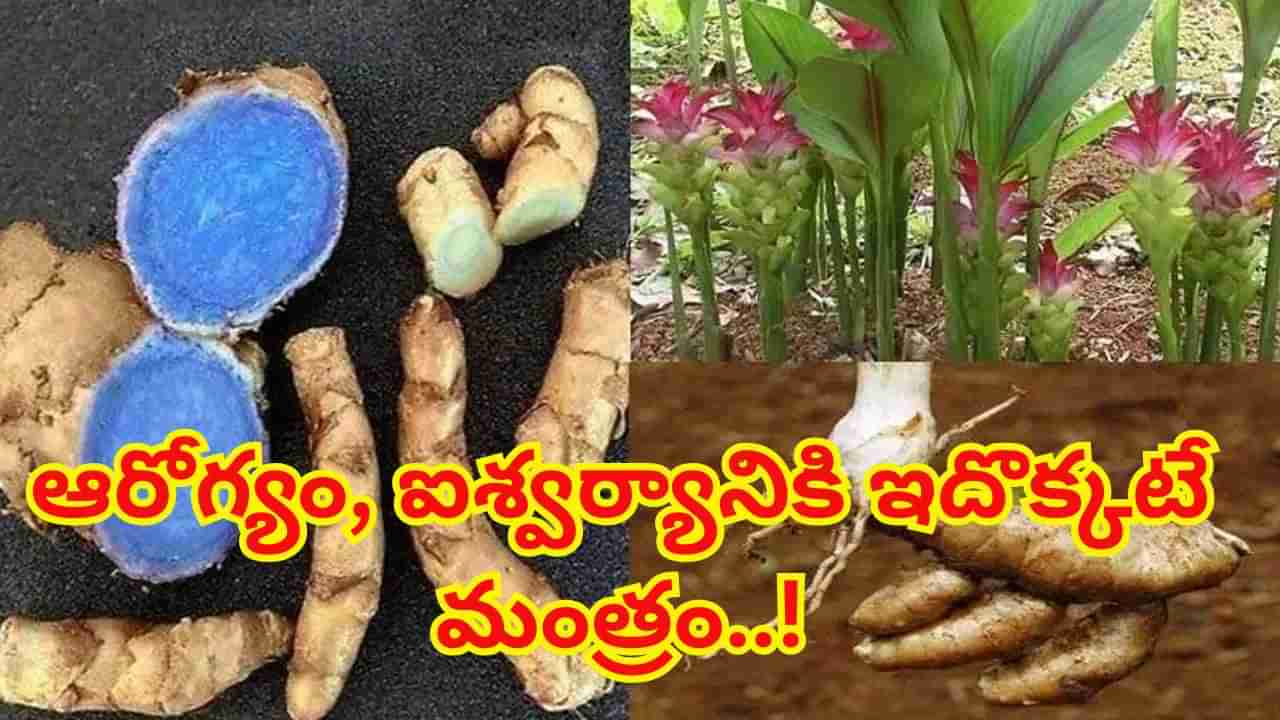 నమ్మరుగానీ, నల్ల పసుపు మేలు తెలిస్తే అస్సలు విడిచిపెట్టరు.. ఆరోగ్యం, ఐశ్వర్యానికి ఇదే మంత్రం..!