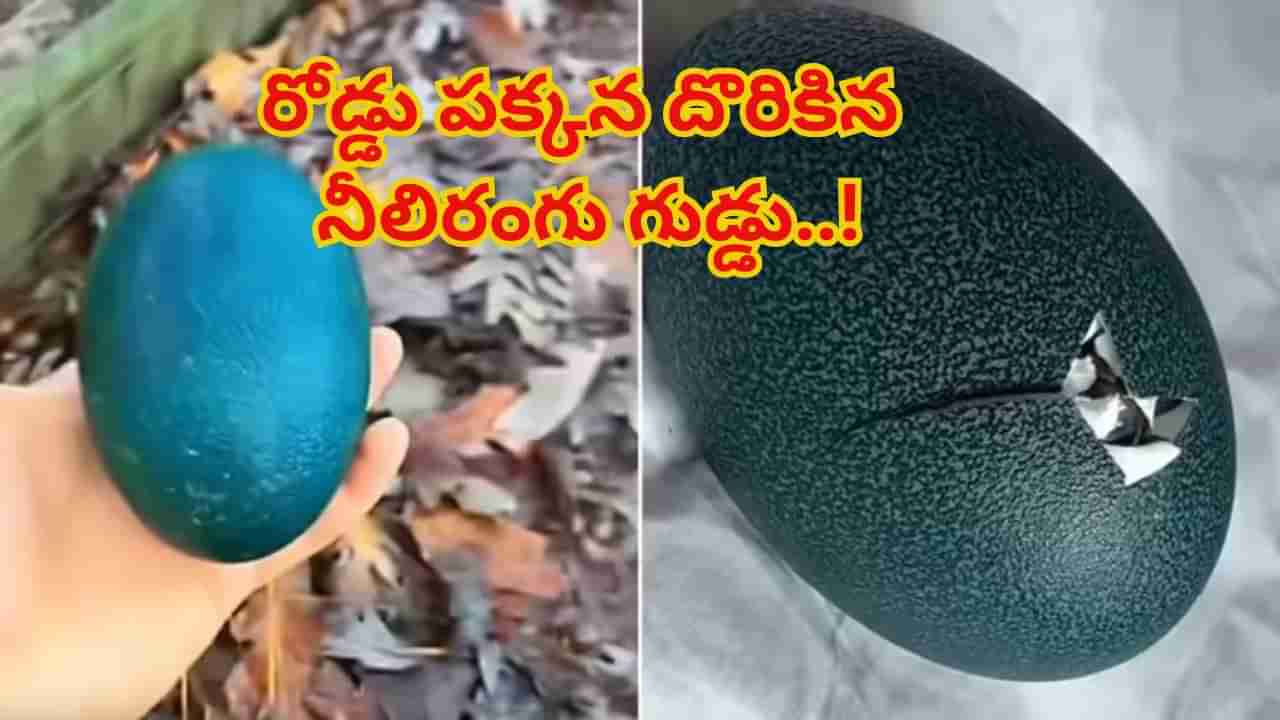 Watch: రోడ్డు మీద దొరికిన గుడ్డు.. ఇంటికితీసుకెళ్లిన జంట.. ఆతర్వాత ఊహించని సంఘటన