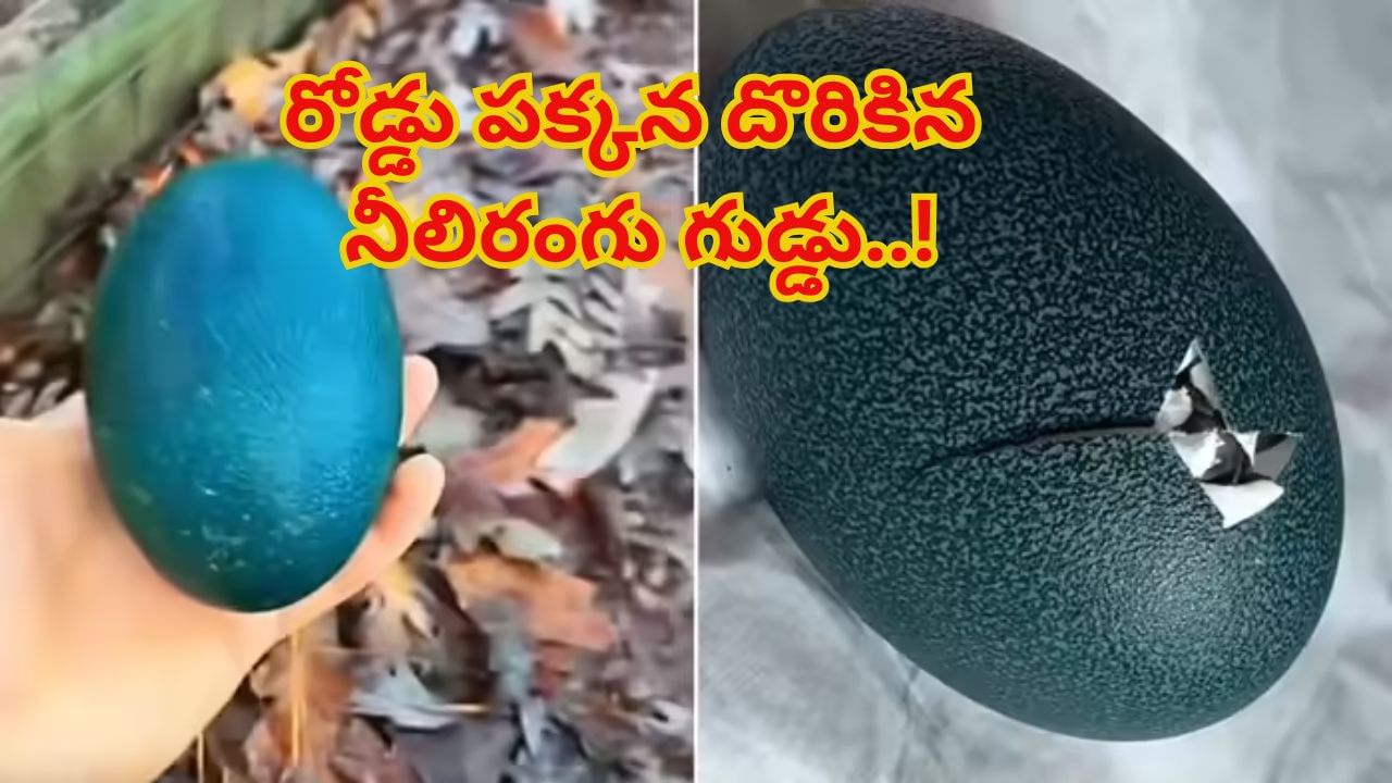 Watch: రోడ్డు మీద దొరికిన గుడ్డు.. ఇంటికితీసుకెళ్లిన జంట.. ఆతర్వాత ఊహించని సంఘటన