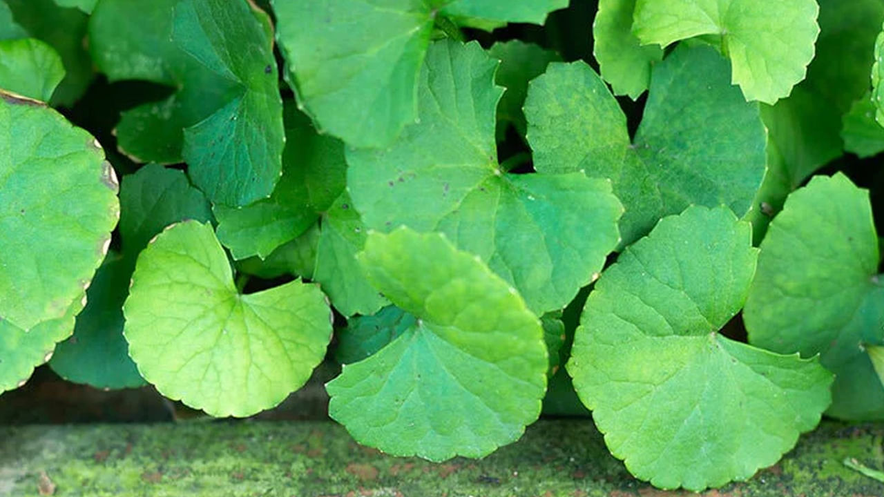 క్యాన్సర్ ప్రమాదాన్ని తగ్గించడంలో క్యాన్సర్ కణాలు పెరగకుండా నిరోధించడంలో బ్రాహ్మి చాలా ప్రభావవంతమైన ఔషధం. బ్రహ్మీ మూలిక చర్మ ఆరోగ్యాన్ని మెరుగుపరుస్తుంది. బ్రహ్మీ మూలికను వాడటం వల్ల తామర, సొరియాసిస్‌, మొటిమలు తగ్గుతాయి. ముడతలు కూడా మాయం అవుతాయి.
