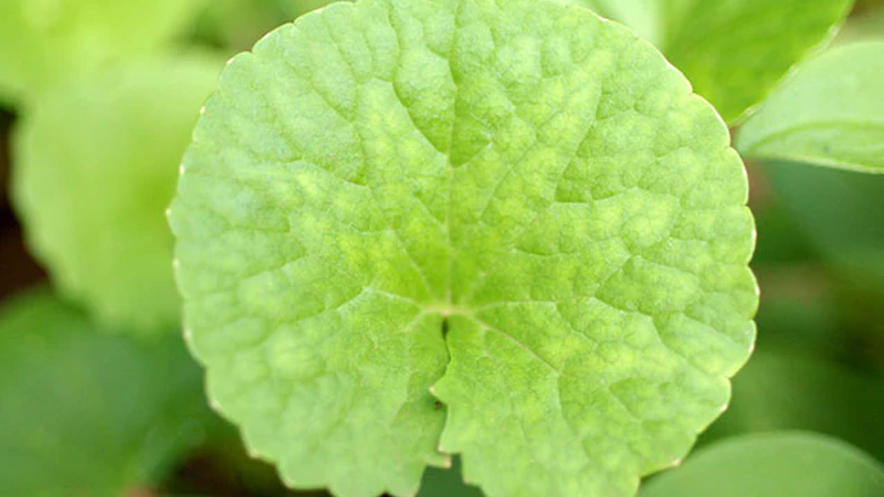 బ్రహ్మీ మూలికలో యాంటీ ఇన్‌ఫ్లమేటరీ గుణాలు అధికంగా ఉంటాయి. ఇది జీర్ణ వ్యవస్థను ఆరోగ్యంగా మార్చుతుంది. బ్రహ్మీ మూలికను వివిధ రూపాల్లో తీసుకుంటే మలబద్దకం, అజీర్తి నుంచి ఉపశమనం లభిస్తుంది.